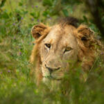 Skukuza-Safari-Lodge-32-1024x683