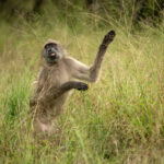 Skukuza-Safari-Lodge-42-1024x683