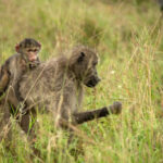 Skukuza-Safari-Lodge-46-1024x683