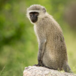 Skukuza-Safari-Lodge-51-683x1024