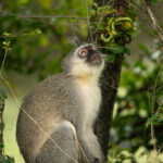 Skukuza-Safari-Lodge-52-683x1024