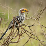 Skukuza-Safari-Lodge-57-1024x683