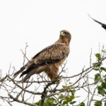 Skukuza-Safari-Lodge-61-1024x683