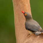 Skukuza-Safari-Lodge-62-1024x683