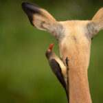 Skukuza-Safari-Lodge-63-1024x683