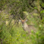 Skukuza-Safari-Lodge-69-1024x683