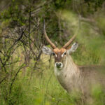 Skukuza-Safari-Lodge-70-1024x683