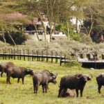 hatari_buffaloFields